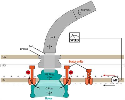 The Dynamic Ion Motive Force Powering the Bacterial Flagellar Motor